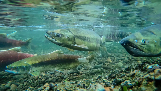 An underwater photograph captures several salmon swimming upstream to spawn on the gravel beds lining the river floor. Above the fish, the water's surface reflects the scene in a glassy mirror, while below, the river bed is strewn with rocks and gravel.