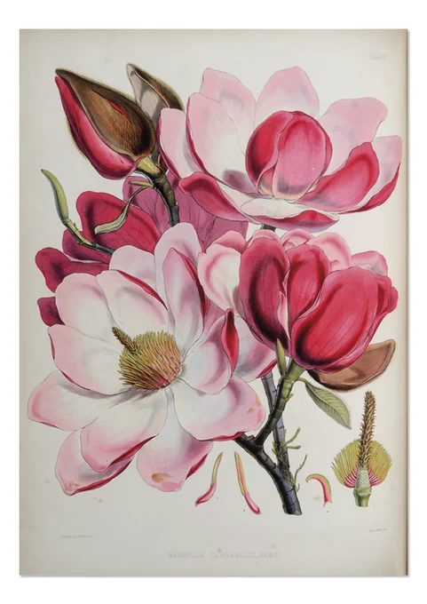 A Magnolia, by 19th century British botanist Joseph Dalton Hooker