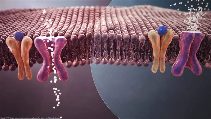 An image showing the mechanism of normal Blood Sugar (white crystals) absorption (Left) Vs. insulin resistance in Type 2 Diabetes (Right). The left shows sugar passing through the membrane and the right shows the sugar not being allowed to pass