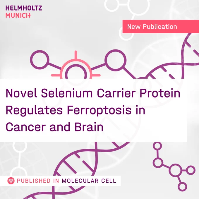 Novel Selenium Carrier Protein Regulates Ferroptosis in Cancer and Brain