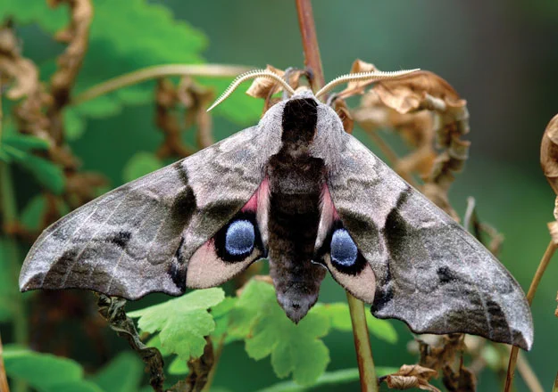 Eyed Hawk-moth image courtesy of  Paul Pugh