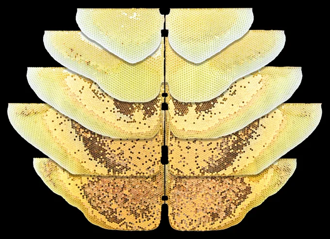 honey bee combs, arranged to show the symmetry between the two sides of the comb. All combs were built and stockpiled by the bees (i.e., no embossed wax was provided).