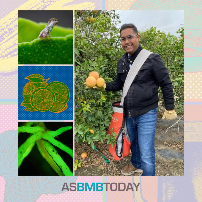 A collage highlighting an ASBMB Today article about combatting citrus greening with BMB. Left column: The Asian citrus psyllid is the insect vector that spreads citrus greening, which is caused by the bacterium Candidatus Liberibacter spp. An Andy Warhol-style illustration of a lemon that is yellow with green accents on a blue background. Citrus hairy root system to speed the screening of various antimicrobials against the bacterium that causes citrus greening. Right column: Kranthi Mandadi, a professor of plant pathology and microbiology at Texas A&M AgriLife Research, Texas A&M University, harvesting grapefruits from a grove during a field trial of their therapies to combat citrus greening.