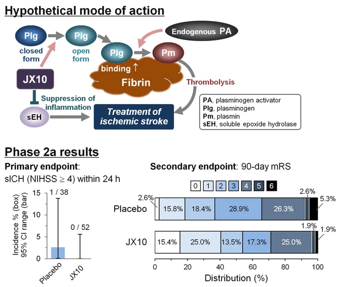 Graphic abstract in Niizuma and Nishimura et al.