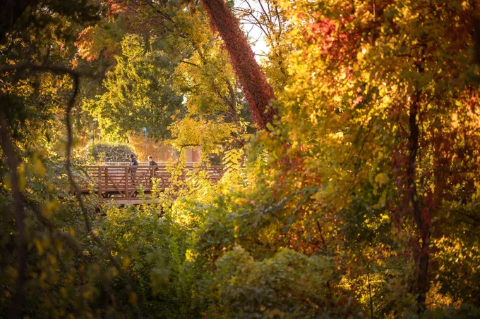 A bridge is seen across Big Chico Creek through orange, yellow, and green leaves.