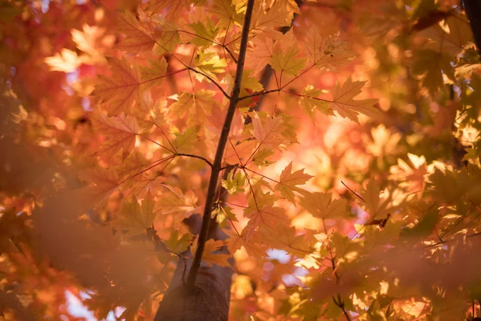 Close-up of orange leaves from a tree on Chico State campus.

