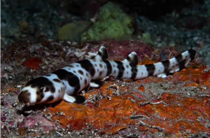 A speckled epaulette shark rests on the ocean floor amid colorful marine sediment.