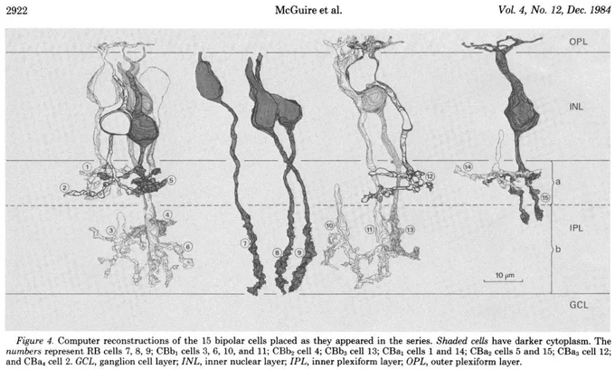 McGuire Stevens Sterling 1984 J Neurosci Fig 4