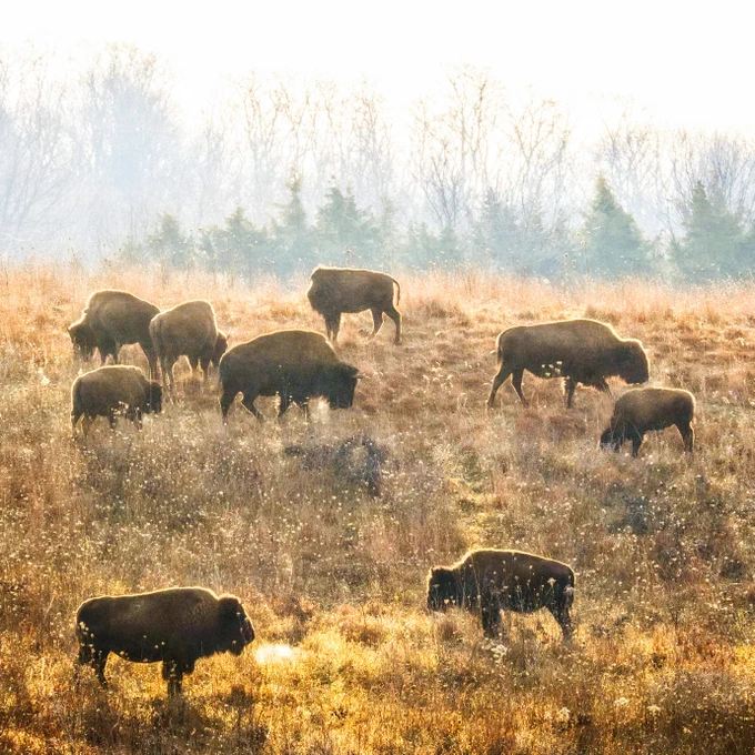 A herd of bison in Nachusa Grasslands Preserve, Illinois.