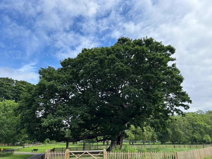 A picture of the ancient sessile oak tree in Bruce Castle Park, which is more than 450 years old.