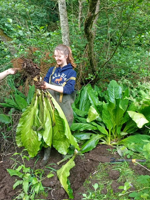 American skunk cabbage hand removal