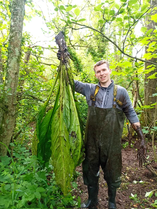Deep rhizome has to be removed