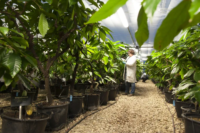 A woman in a labcoat in a greenhouse inspecting plants