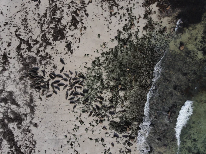Aerial view from a drone over a pinniped colony on a beach beside the sea