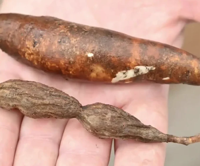 Sintomas de la enfermedad 'Cuero de Sapo' de la yuca