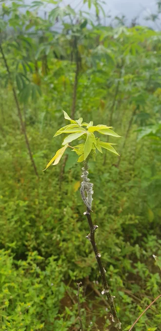 Síntomas de la enfermedad 'Escoba de Bruja' de la yuca