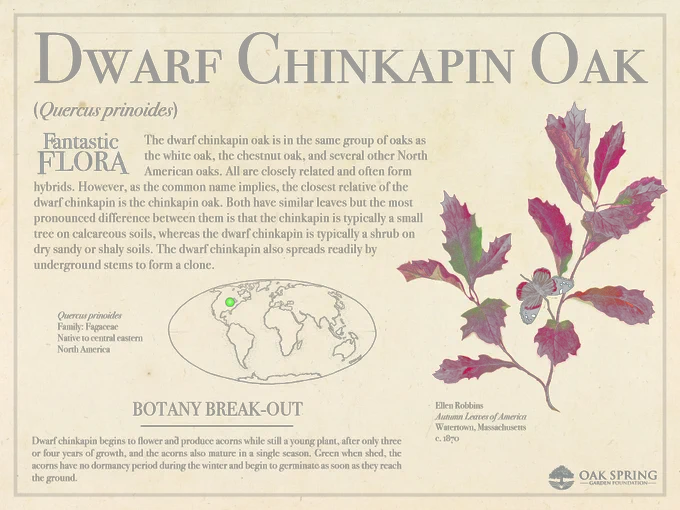 The dwarf chinkapin oak (Quercus prinoides) is in the same group of oaks as the white oak, the chestnut oak, and several other North American oaks. All are closely related and often form hybrids. However, as the common name implies, the closest relative of the dwarf chinkapin is the chinkapin oak. Both have similar leaves but the most pronounced difference between them is that the chinkapin is typically a small tree on calcareous soils, whereas the dwarf chinkapin is typically a shrub on dry sandy or shaly soils. The dwarf chinkapin also spreads readily by underground stems to form a clone. 

Dwarf chinkapin begins to flower and produce acorns while still a young plant, after only three or four years of growth, and the acorns also mature in a single season. Green when shed, the acorns have no dormancy period during the winter and begin to germinate as soon as they reach the ground.