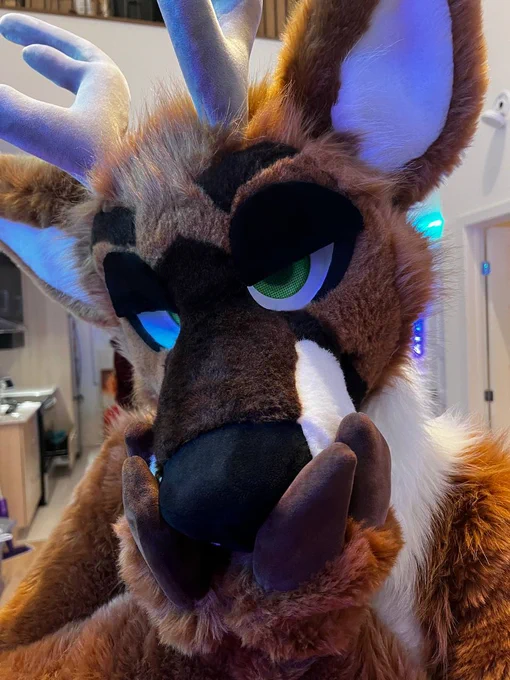 cunty deer
