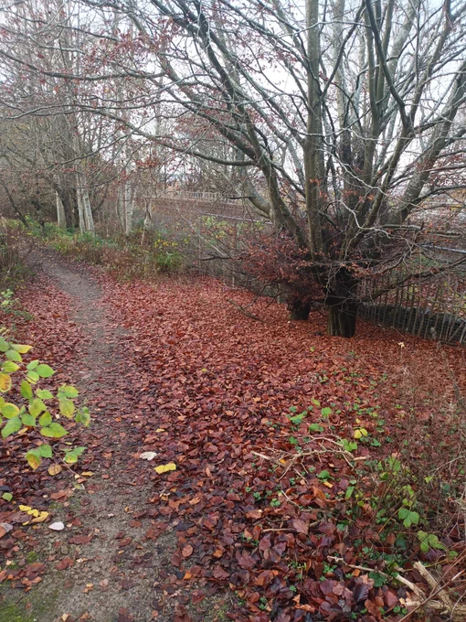 Path off to the left - from the left hand edge of the path for two thirds of the right of the image is red leaves on the ground. Bare tree rises on the right of the image.
