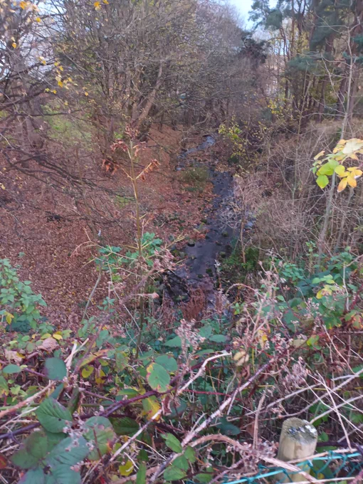 Autumn scene, trees and leaves on the ground with a burn running through the centre of the picture.