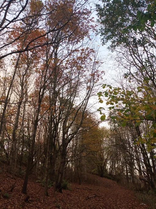 Looking up to tree tops. Some have green leaves, and some have brown and yellow leaves. There are lots of red leaves on the ground.
