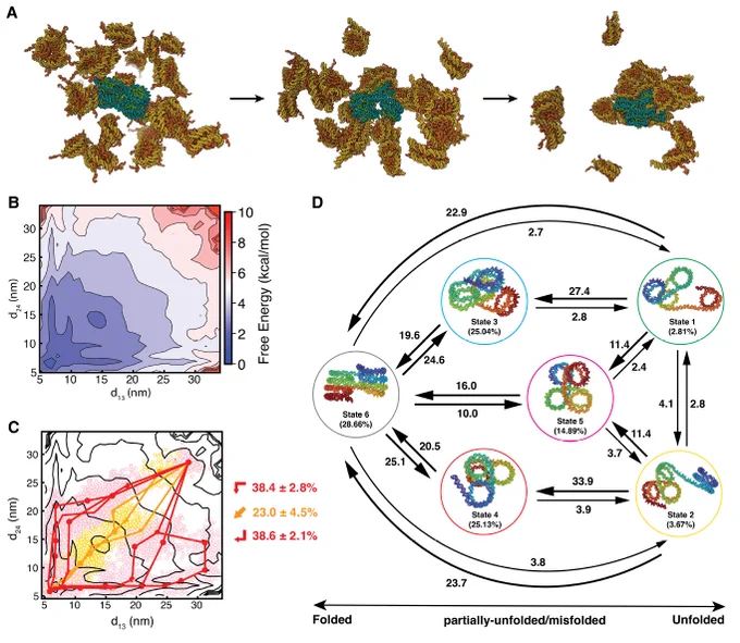 Chromatin organization is essential for DNA packaging and gene regulation in eukaryotic genomes. While significant progresses have been made, the exact atomistic arrangement of nucleosomes remains controversial. Using a well-calibrated residue-level coarse-grained model and advanced dynamics modeling techniques, particularly the non-Markovian dynamics model, we map the free energy landscape of tetra-nucleosome systems, identify both metastable conformations and intermediate states in folding pathways, and quantify the folding kinetics. Our findings show that chromatin with 10n base pairs (bp) DNA linker lengths favor zigzag fibril structures. However, longer linker lengths destabilize this conformation. When the linker length is 10n 5 bp, chromatin loses unique conformations, favoring a dynamic ensemble of structures resembling folding intermediates. Embedding the tetra-nucleosome in a nucleosome condensate similarly shifts stability towards folding intermediates...