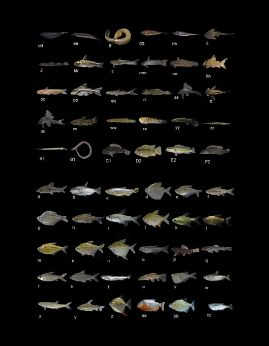 Morgan Ruiz-Tafur, Edgard Leonardo Davila Panduro, Carlos Tobias Chuquipiondo Guardia, James R. Garcia-Ayala. Peces de la quebrada Pintuyacu, cuenca del río Itaya, Amazonía peruana, Folia Amazonica, Vol. 33 (1) 2024. e33764. https://doi.org/10.24841/fa.v33i1.764