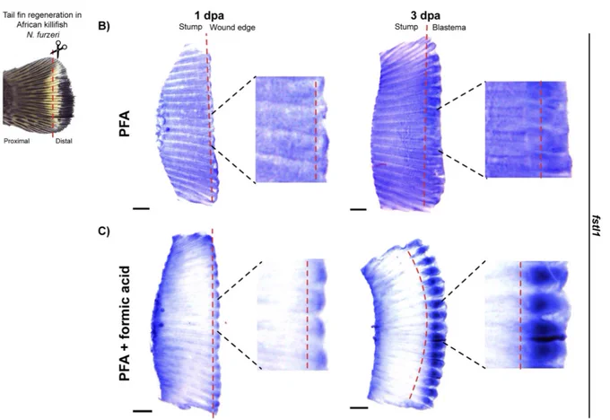ISH in killifish tail fin yields better signal to noise ratio when fixed with PFA   formic acid. A Morphology of the tail fin in the African killifish N. furzeri. Amputation site is indicated by red dashed line. B Chromogenic in situ hybridization of the injury-responsive gene fstl1. 1 dpa and 3 dpa tail fin tissues fixed with 4% PFA and probed for fstl1.C ISH for fstl1 in tail fins fixed with 4% PFA   formic acid. Brightfield images were taken with a stereomicroscope. Scale bars are 500 μm