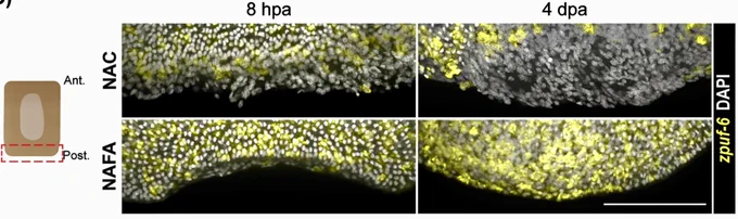 FISH of zpuf-6 (yellow) and DNA staining with DAPI (white). Maximum intensity projection of confocal images, scale bars: 100 μm