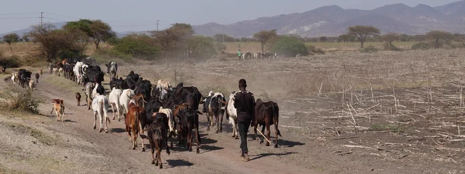 Cattle herds from the pastoral areas looking for dry season grazing in Kongwa district, Tanzania