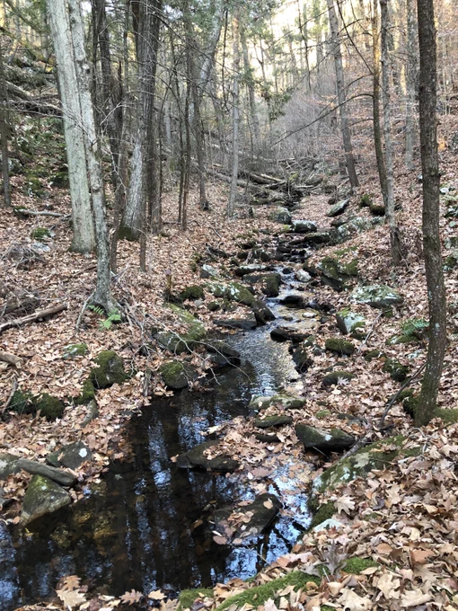 view up a woodland stream, with leaf fall and mossy rocks 