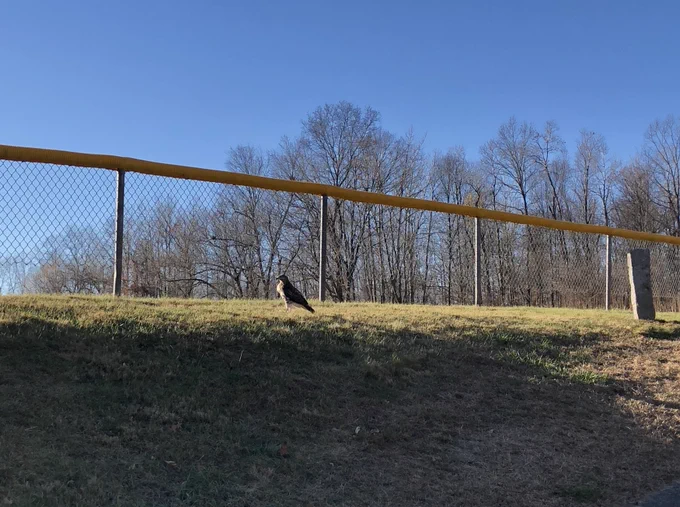 a large hawk stands at the edge of a baseball field under a clear blue sky