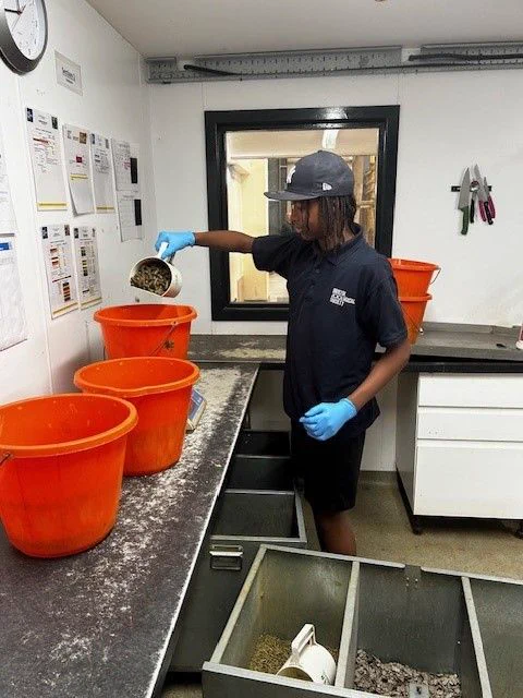 A work experience student at Bristol Zoo Project, wearing a uniform and blue gloves, pours animal feed into a bucket.