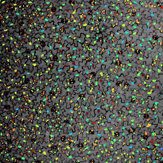 A grey coloured Arabidopsis leaf epidermis, with black cell walls. Each cells has a colourful blobs - a nuclear localised fluorescent ABA sensor, with warm colours indicating high concentrations, and cooler colours indicating lower concentrations.