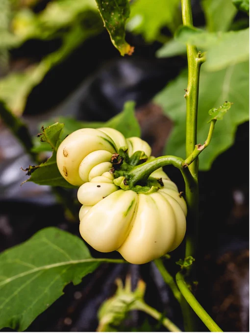 Jaxatu Ngalam eggplant, one of the many vegetables grown as part of MSAAQ, aiming to provide locally-grown vegetables for the African diaspora.