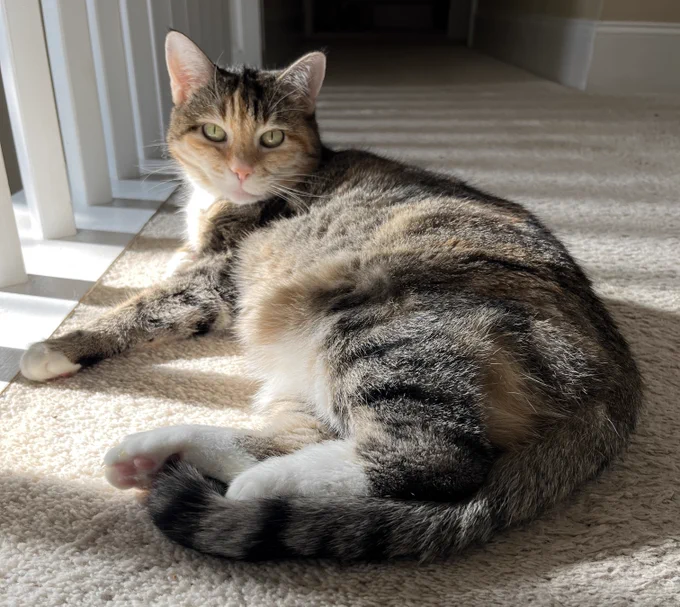 A tabby cat looking into the camera while sunning herself.