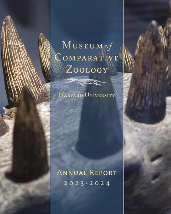 Cover of the Museum of Comparative Zoology at Harvard University Annual Report for 2023-2024, featuring a close-up image of a Kronosaurus fossil jaw with teeth