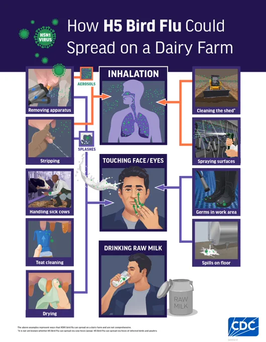 The graphic illustrates 3 ways bird flu can infect a worker by inhaling, touching face/eyes & drinking raw milk the “Inhalation” illustrations shows a chest filled w/ green “aerosols” underneath 2 orange arrows point to other images removing apparatus (tubes being removed from a cow’s teat), stripping (a person milking a cow w/ green particles that show milk splashing next to their hand and icon that says “splashes” a dozer pushing the soil & spraying surfaces Image 2 says touching face/eyes & shows a person touching their chin with green arrows showing milk particles near eyes 2 purple arrows point to a person handling a sick cow, teat cleaning, utter drying & drinking raw milk On the bottom left text says “The above examples represent ways that H5N1 bird flu can spread on a dairy farm and are not comprehensive” & “It is not yet known whether H5 Bird Flu can spread via cow feces (poop). H5 Bird Flu can spread via feces of infected birds and poultry.” The CDC logo is on bottom right.