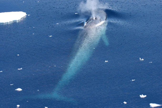 Antarctic blue whale pictured in blue water with ice fragments. Credit: Paula Olson