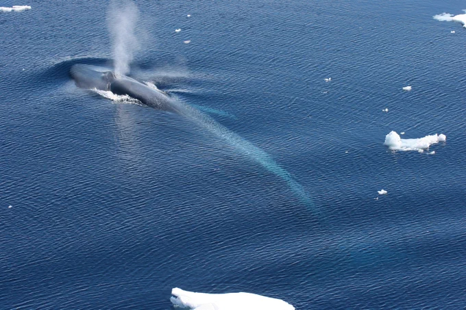 Antarctic blue whale pictured in blue water with ice fragments. Credit: Paula Olson