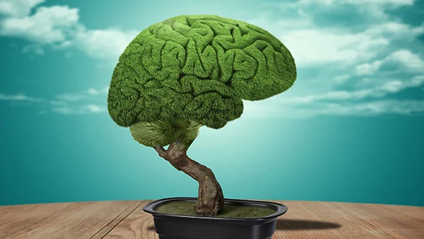 A bonsai tree shaped like a brain 