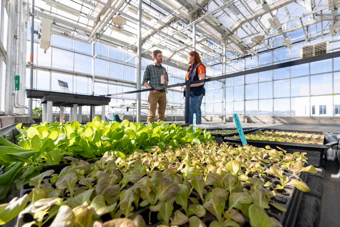 Two persons talking inside a greenhouse beside trays full of saplings on raised garden beds.