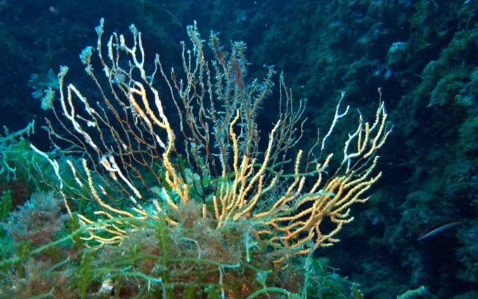 Necrosis on Eunicella cavolinii with alien green algae Caulerpa cylindracea - Photo by L.Merotto