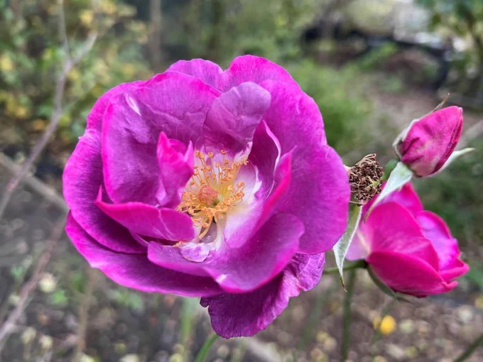 a close up photo of a purple rose with a white centre. Taken at the Holgate allotment 