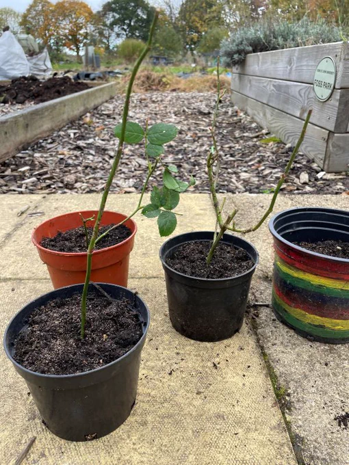 cuttings from a rose plants that have been potted up ready to plant at Foss Park allotment 