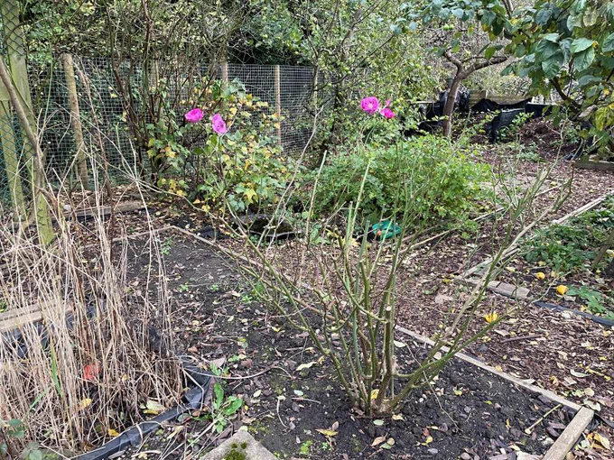 a purple flowering rose bush that grows in the Holgate allotment patch. The allotment patch is surrounded by trees and bushes