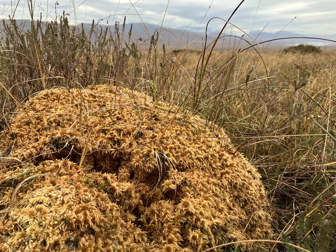 Sphagnum affine
