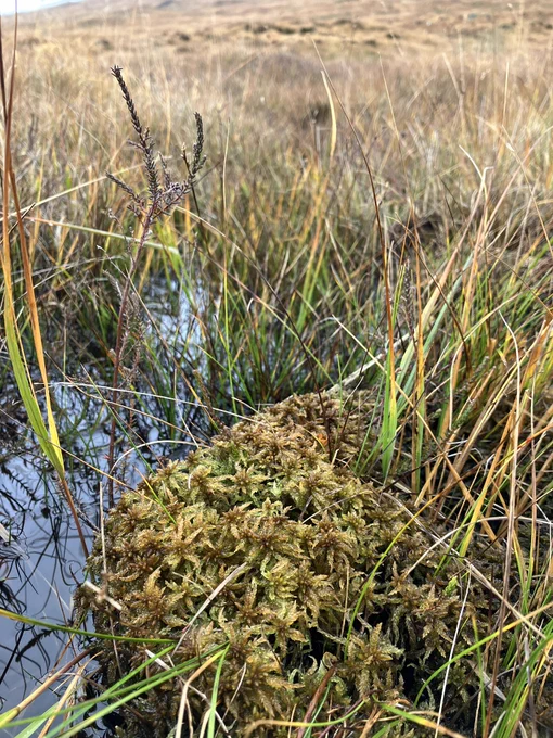 Sphagnum affine