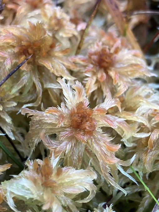 Sphagnum majus