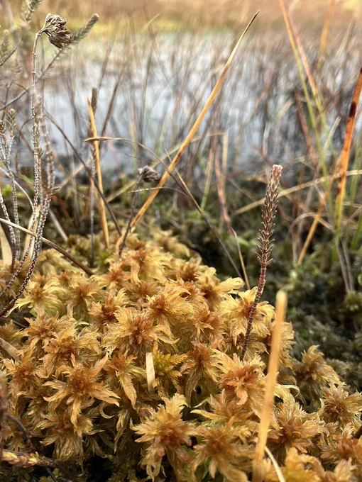 Sphagnum majus